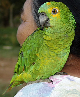 Papagaio (Fêmea) REFON 010907.jpg