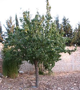 275px Pear tree