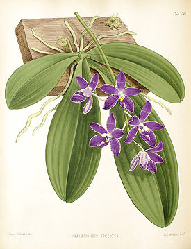 Phalaenopsis speciosa  Rchb. f. 1881