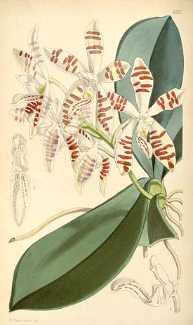 Phalaenopsis sumatrana Korth. & Rchb. f. 1860