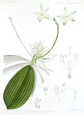 Phalaenopsis tetraspis Rchb. f 1870