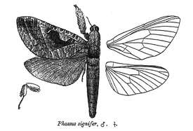 Phassus signifer