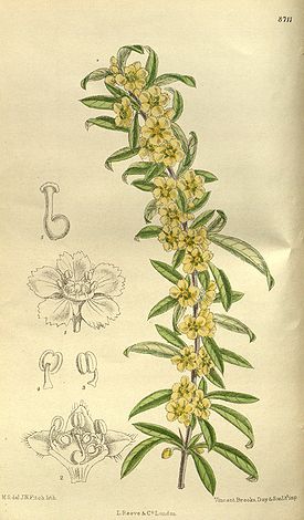 Plagiospermum sinense brachypoda 143-8711.jpg