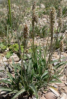 plantago ovata что это. Смотреть фото plantago ovata что это. Смотреть картинку plantago ovata что это. Картинка про plantago ovata что это. Фото plantago ovata что это