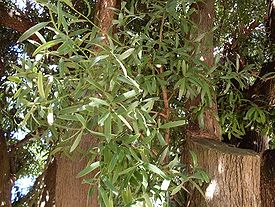 Podocarpus elatus bark & foliage.JPG