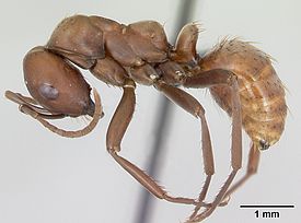 Жёлтый муравей-амазонка