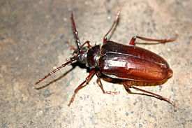 Prionus californicus