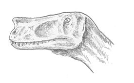 Процератозавр