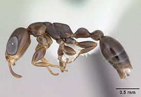 Pseudomyrmex