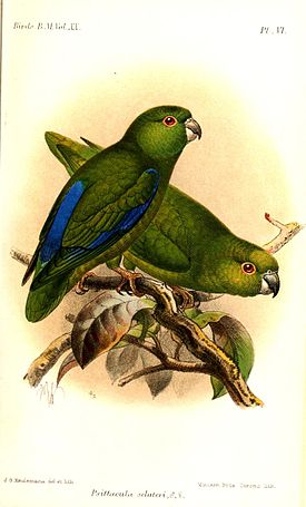 PsittaculaSclateriKeulemans.jpg