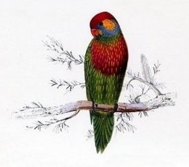 Psitteuteles versicolor by Edward Lear.jpg