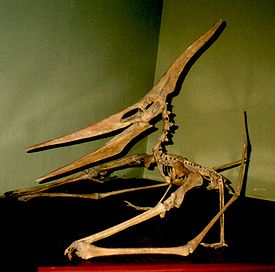 Pteranodon ingens