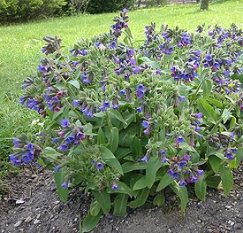 Pulmonaria mollis 0.jpg