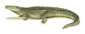 Purussaurus brasiliensis