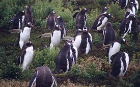 Субантарктические пингвины