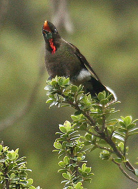 Красногрудый блестящехвостый колибри