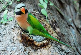 Red-breasted Parakeet.jpg