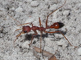 Красный муравей-бульдог