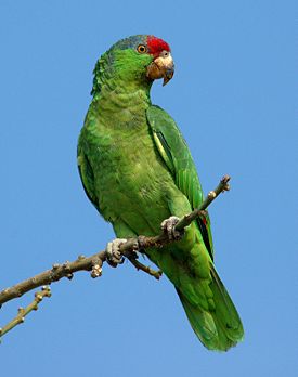 Red Crowned Amazon.jpg