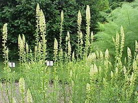 Reseda lutea