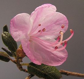 Rhododendron sp1.jpg