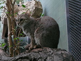Ржавая кошка