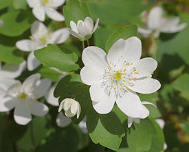 Rue Anemone Thalictrum thalictroides Flower Corrected 2479px.jpg