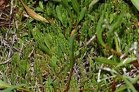 Salicornia ramosissima fg01.jpg