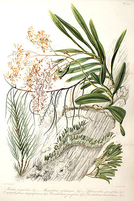 Schoenorchis juncifolia.jpg