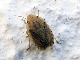 Sciocoris sulcatus