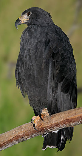 Чёрный орёл-отшельник