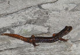 Speleomantes italicus.jpg