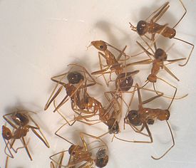 Anoplolepis gracilipes