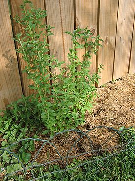 Медовая трава (Stevia rebaudiana)