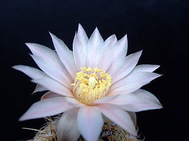 Succu Gymnocalycium bruchii 01.jpg