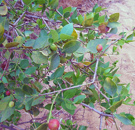 Syzygium cordatum fruit.jpg