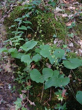 Dioscorea communis