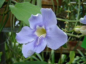 Thunbergia grandiflora.jpg