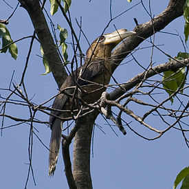 Tickells Brown Hornbill (Anorrhinus tickelli) in tree.jpg