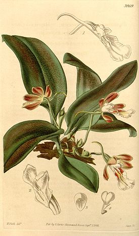 Trichocentrum fuscum