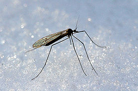 Зимние комары