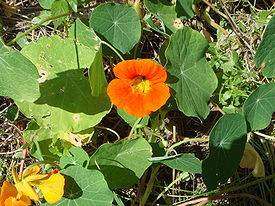 Tropaeolum majus 2.JPG