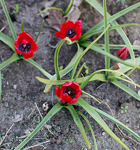 Tulipa humilis ssp. pulchella 'Lilliput'