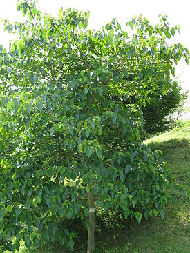 Китайское тунговое дерево