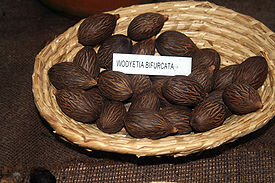 Wodyetia bifurcata seeds.jpg