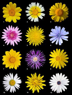 Изображение 12 соцветий астровых