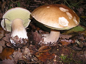 Белый гриб