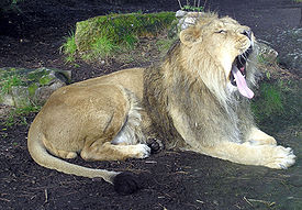 Самец азиатского льва
