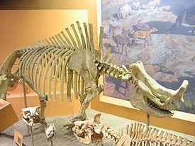 Скелет Brontotherium hatcheri