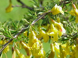  Caragana pygmaea